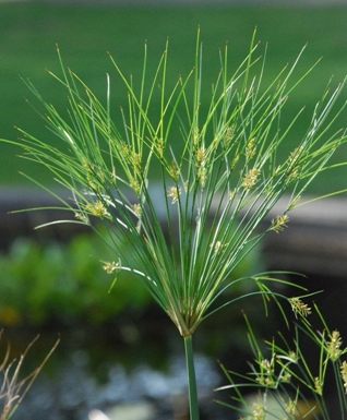 Cyperus papyrus