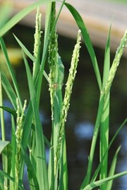 Oryza sativa Reis