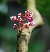 Averrhoa carambola Sternfrucht Blüte