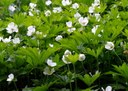 Staude aus der Familie der Ranunculaceae. Herkunft Südost-Europa, Türkei.