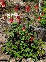 Staude aus der Familie der Ranunculaceae. Herkunft Nordamerika.