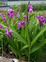 Staude aus der Familie der Orchidaceae. Herkunft Ostasien, Japan, China, Ost-Tibet.