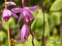 Staude aus der Familie der Orchidaceae. Herkunft Ostasien, Japan, China, Ost-Tibet.