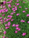 Staude aus der Familie der Caryophyllaceae. Herkunft Europa, West-Sibirien.