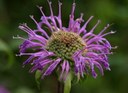 Staude aus der Familie der Lamiaceae. Herkunft Nordamerika.