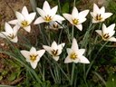 Staude aus der Familie der Liliaceae. Herkunft Westasien und Iran.