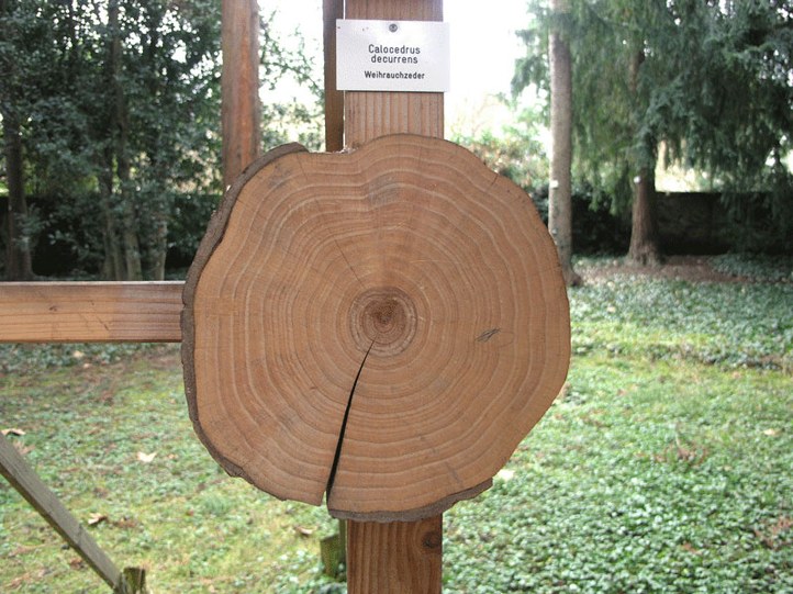 Nadelbaum aus der Familie der Cupressaceae. Einheimisch in den USA (Oregon, Kalifornien und Nevada) und Mexiko (Baja California).