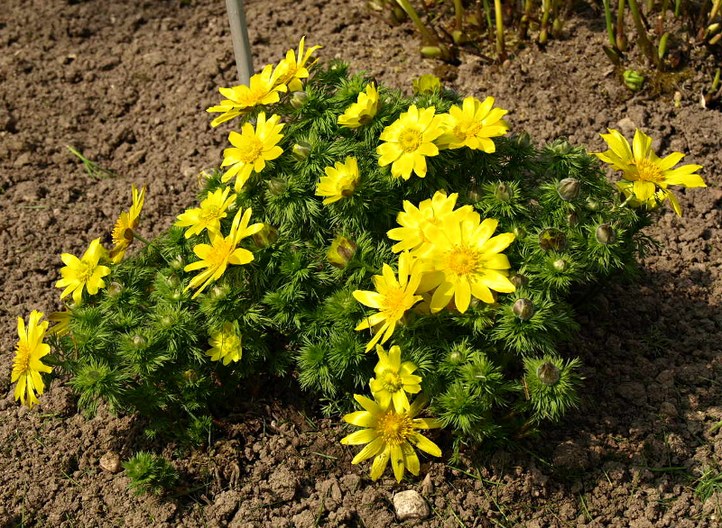 Staude aus der Familie der Ranunculaceae. Vorkommen in Europa, Kaukasus und Sibirien. Heilpflanze des Mittelalters (Paracelsus, Signaturenlehre).