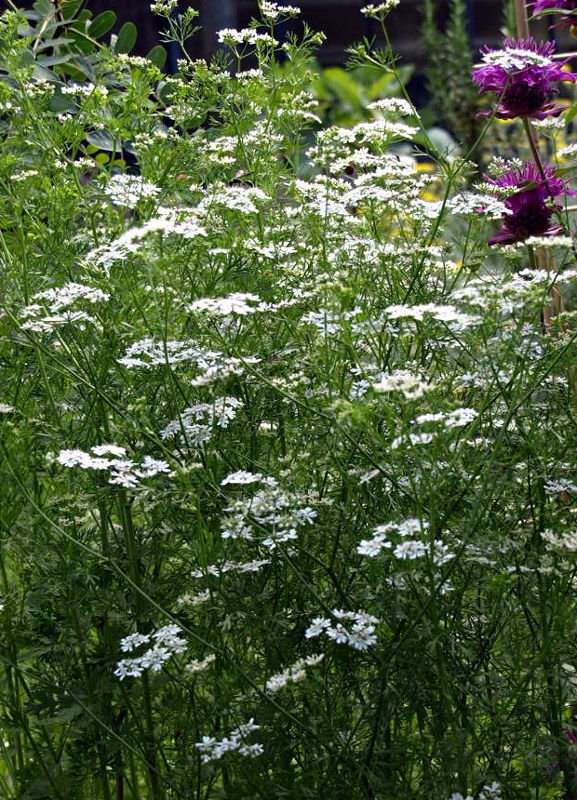 kosmopolitische, einjährige Pflanze aus der Familie der Apiaceae. Heilpflanze der Römer (Dioscorides).