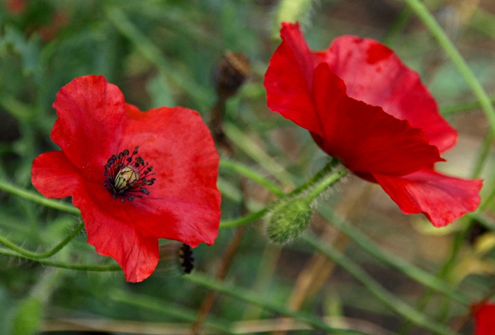 Einjährige Pflanze aus der Familie der Papaveraceae. Einheimisch in Europa. Heilpflanze der Kelten und Germanen.