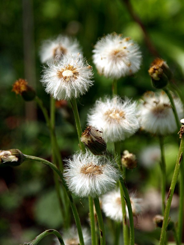 Staude aus der Familie der Asteraceae. Vorkommen in Europa, Iran, Sibirien, Mittelasien, Himalaya, China, Nord-Afrika. Heilpflanze der Kelten und Germanen.