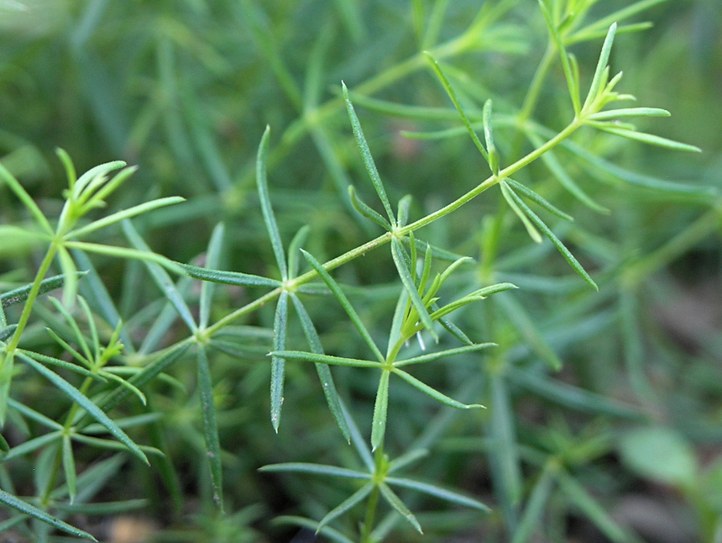 Staude aus der Familie der Rubiaceae. Vorkommen in Europa, Syrien, Nord-Irak, Kaukasus, Iran, Nord- und West-Sibirien, Mittel-Asien, Japan und Nordwest-Afrika.