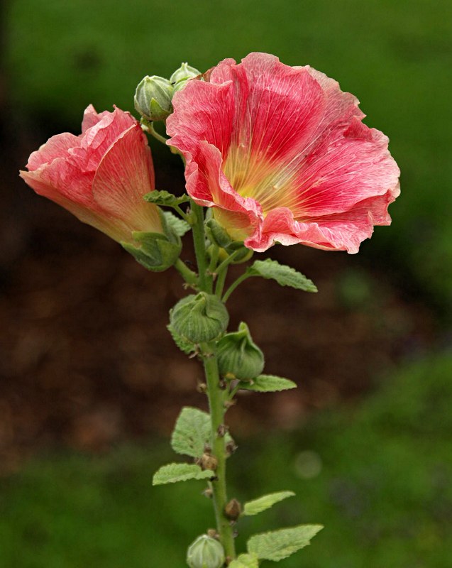 Staude aus der Familie der Malvaceae. Vorkommen in Europa und Nord-Amerika.