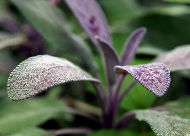 Zwerg-Gehölz aus der Familie der Lamiaceae. Einheimisch in Europa.