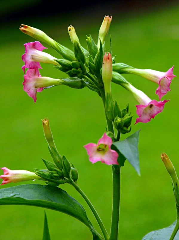 Zweijährige Pflanze aus der Familie der Solanaceae. Herkunft Südamerika.