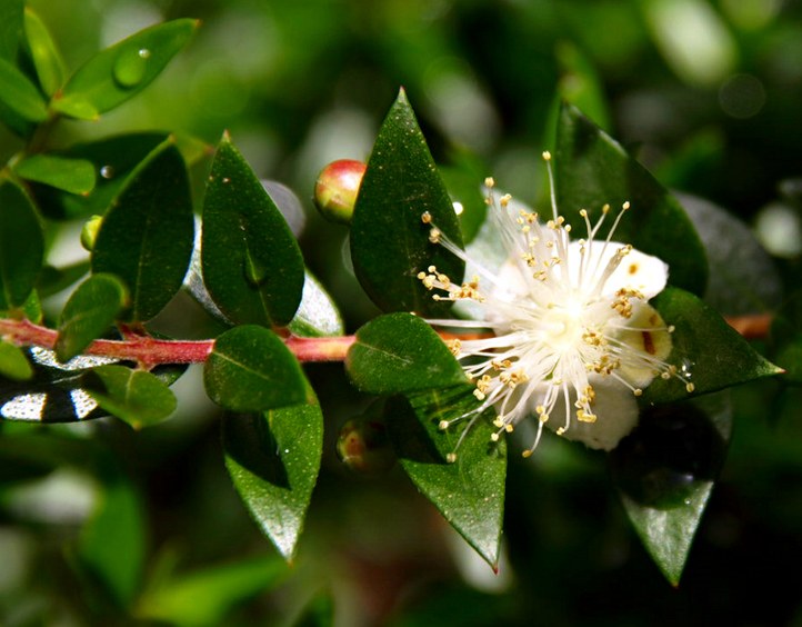 Gehölz aus der Familie der Myrtaceae.