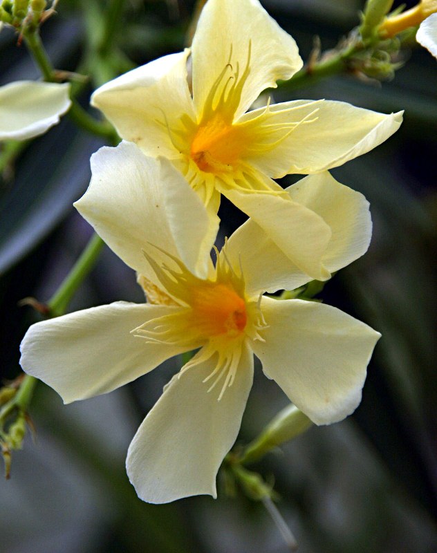 Gehölz aus der Familie der Apocynaceae. Herkunft aus dem Mittelmeerraum, Süd-Portugal.