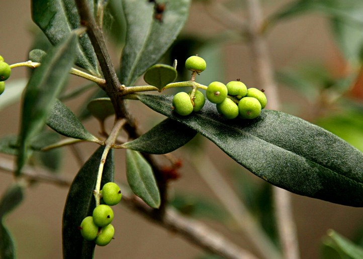 Gehölz aus der Familie der Oleaceae.