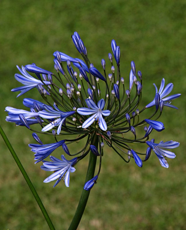 Staude aus der Familie der Alliaceae. Vorkommen in Afrika, Makronesien, Kapverden.