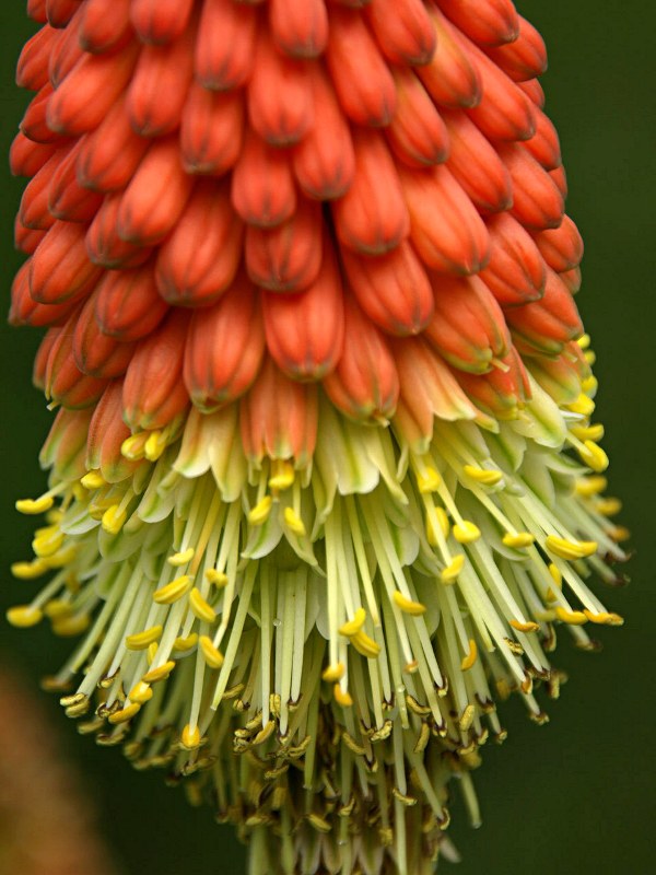 Staude aus der Familie der Asphodelaceae. Herkunft Südafrika.