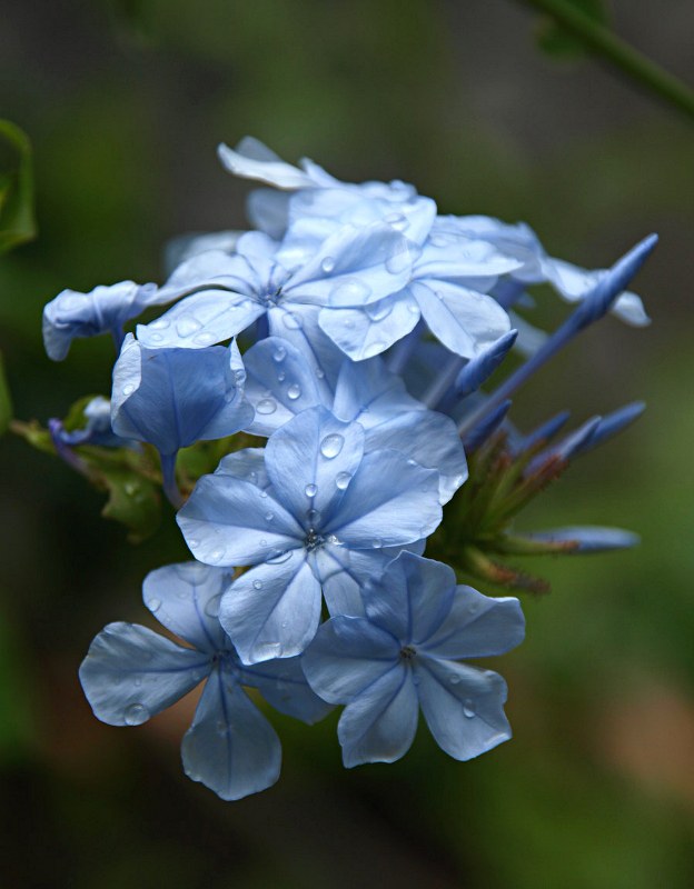 Staude aus der Familie der Plumbaginaceae. Herkunft Südafrika.