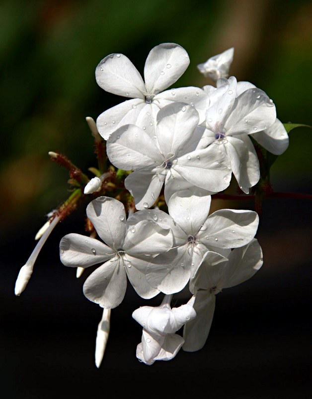 Staude aus der Familie der Plumbaginaceae. Herkunft Südafrika.