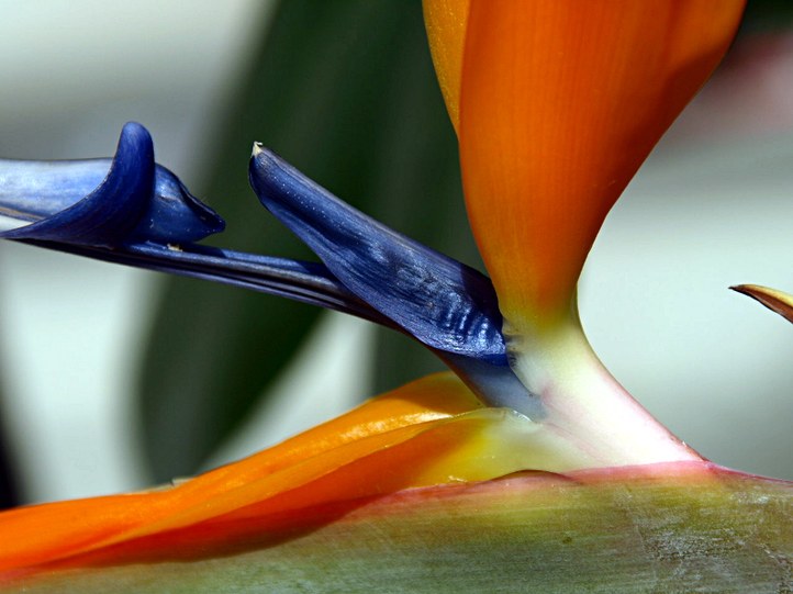 Staude aus der Familie der Streliziaceae. Herkunft Südafrika.