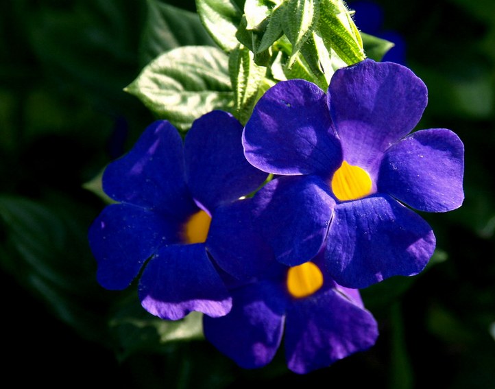 Staude aus der Familie der Acanthaceae. Herkunft tropisches Afrika.