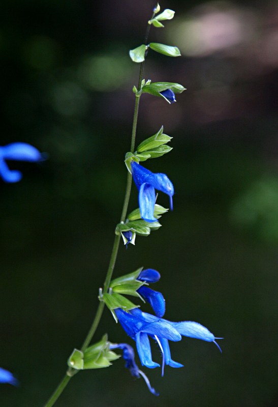 Staude aus der Familie der Lamiaceae. Kulturform.