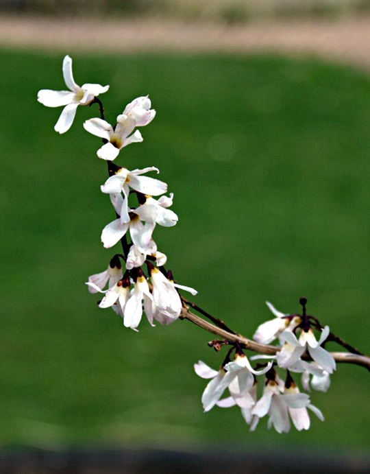 Gehölz aus der Familie der Oleaceae. Herkunft Ostasien und Korea.