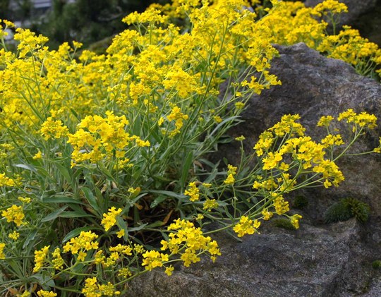 Staude aus der Familie der Brassicaceae. Herkunft Europa und Türkei.