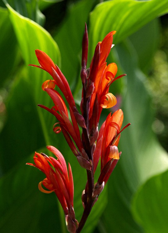 Staude aus der Familie der Cannaceae. Herkunft West-Indien, Südamerika, tropisches Afrika und Asien.