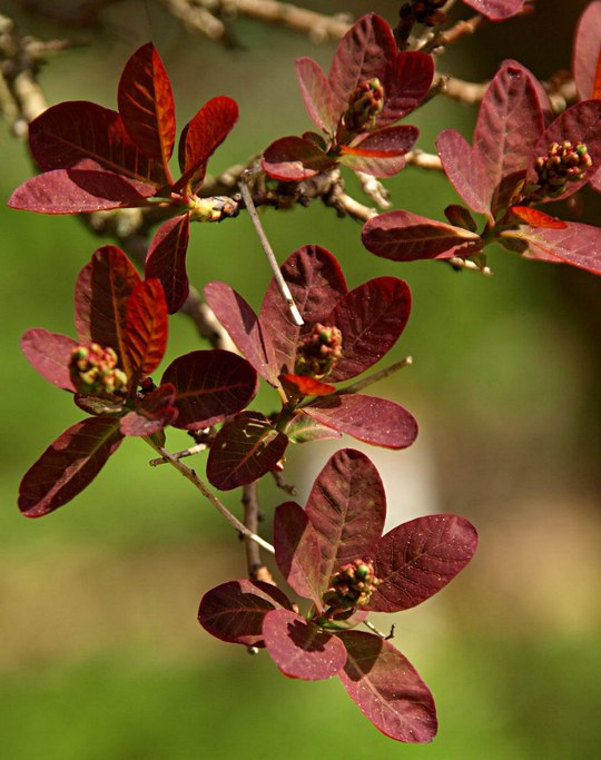 Gehölz aus der Familie der Anacardiaceae. Kulturform.