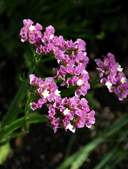 Staude aus der Familie der Plumbaginaceae. Vorkommen in Europa und Nordafrika.