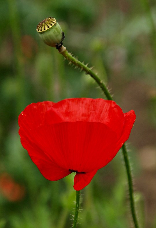 Einjährige Pflanze aus der Familie der Papaveraceae. Herkunft Europa.