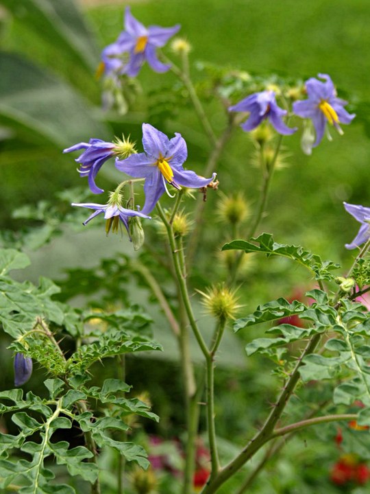 Einjährige Pflanze aus der Familie der Solanaceae. Herkunft Mexiko, Neu-Mexiko und Texas.