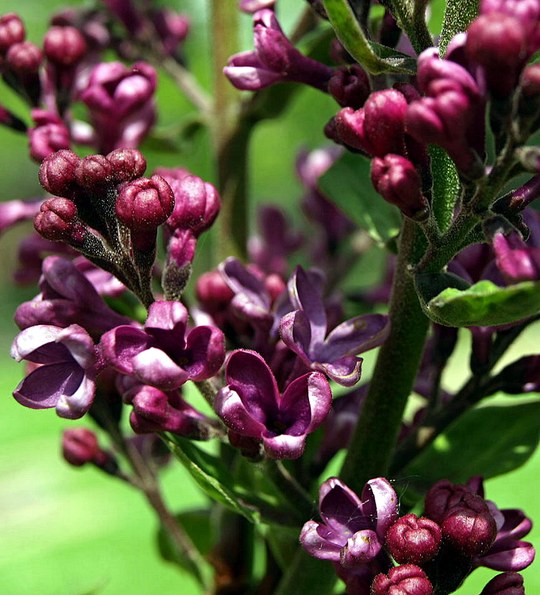 Gehölz aus der Familie der Oleaceae. Herkunft Nord-China.