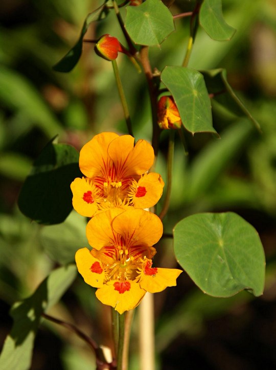 Einjährige Pflanze aus der Familie der Tropaeolaceae. Herkunft Südamerika, Peru.