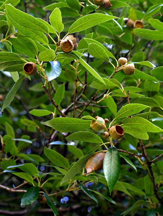 Gehölz aus der Familie der Fagaceae. Herkunft mediterran, Nord-Spanien bis Nordwest-Frankreich.