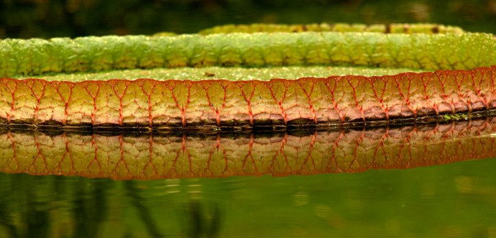 Staude aus der Familie der Nymphaeaceae. Herkunft Südamerika, Amazonasbecken, Guyana.