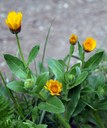 Einjährige Pflanze aus der Familie der Asteraceae. Vorkommen in Europa, Rußland, Vorderasien und Nordwest-Afrika.