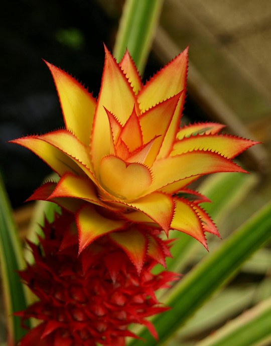 Staude aus der Familie der Bromeliaceae. Herkunft Südamerika.