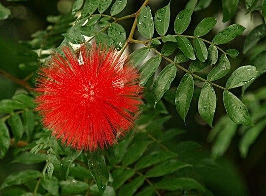 Vertreterin der Familie der Fabaceae aus Bolivien.