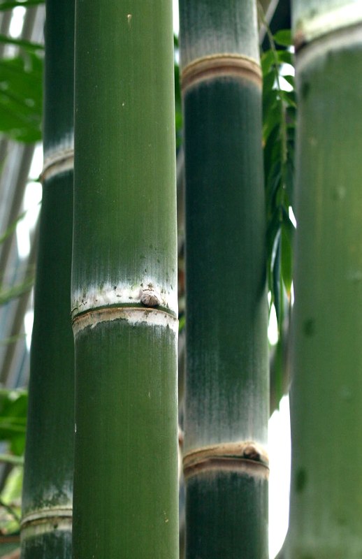 Staude aus der Familie der Poaceae. Herkunft Nordindien, China und Thailand.