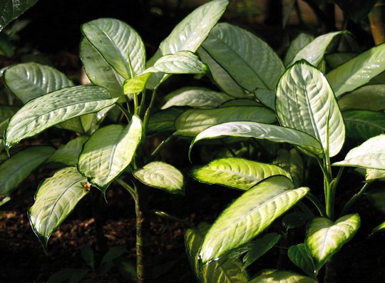 Staude aus der Familie der Araceae. Herkunft Südamerika, insb. Brasilien.