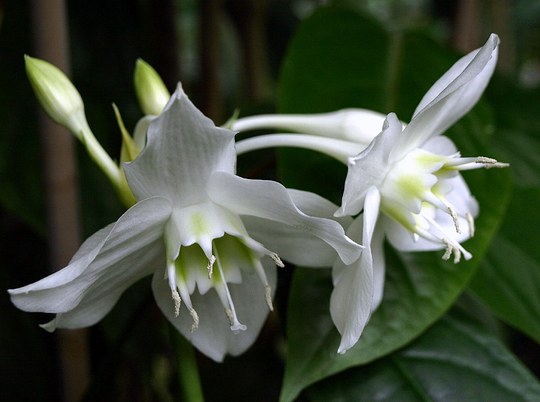 Staude aus der Familie der Amaryllidaceae. Herkunft Peru.