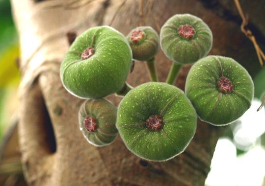 Baum aus der Familie der Moraceae. Herkunft Asien.
