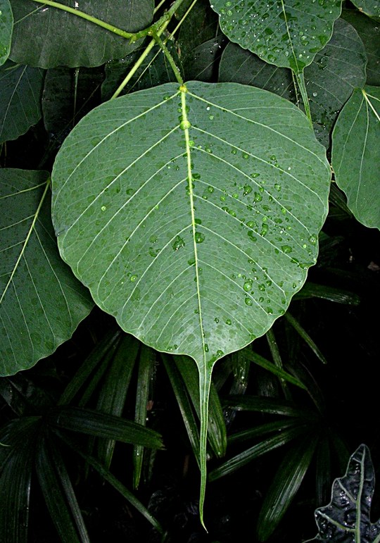 Baum aus der Familie der Moraceae. Herkunft Indien und Sri Lanka.