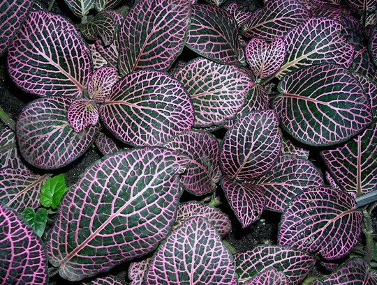 Staude aus der Familie der Acanthaceae. Herkunft tropisches Südamerika.