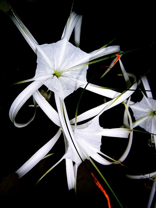 Staude aus der Familie der Amaryllidaceae. Herkunft Mittel- bzw. Südamerika.